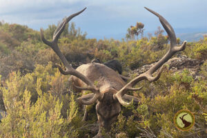 berrea venado