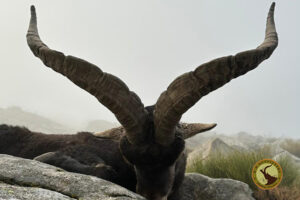 macho montes beceite