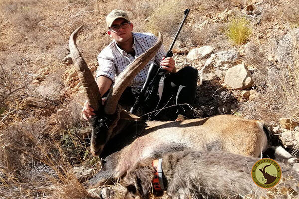 ibex ronda spain
