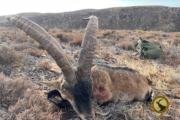 ronda ibex hunt