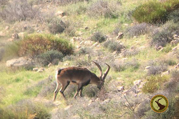 to hunt in spain