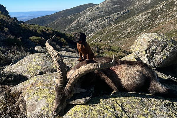 macho cabra gredos