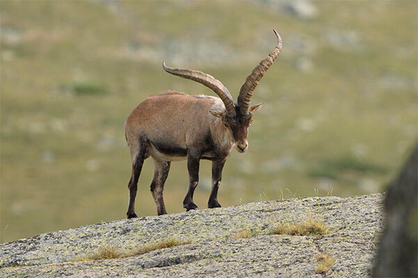 macho montes gredos