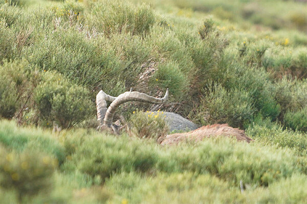 macho montes gredos