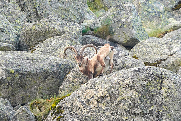 macho montes gredos